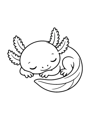 A sleeping axolotl curled up.