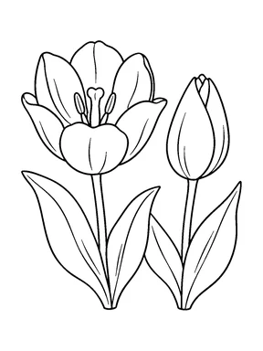 Un tulipán abierto junto a un capullo cerrado; cada flor tiene su propio tallo y varias hojas largas y curvas.
