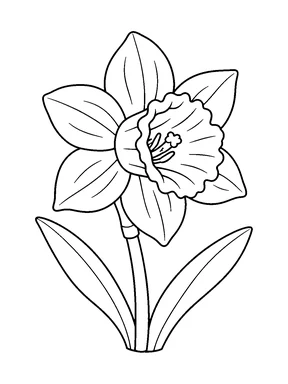 A daffodil with broad outer petals around a wavy trumpet center, plus a straight stem and long pointed leaves.